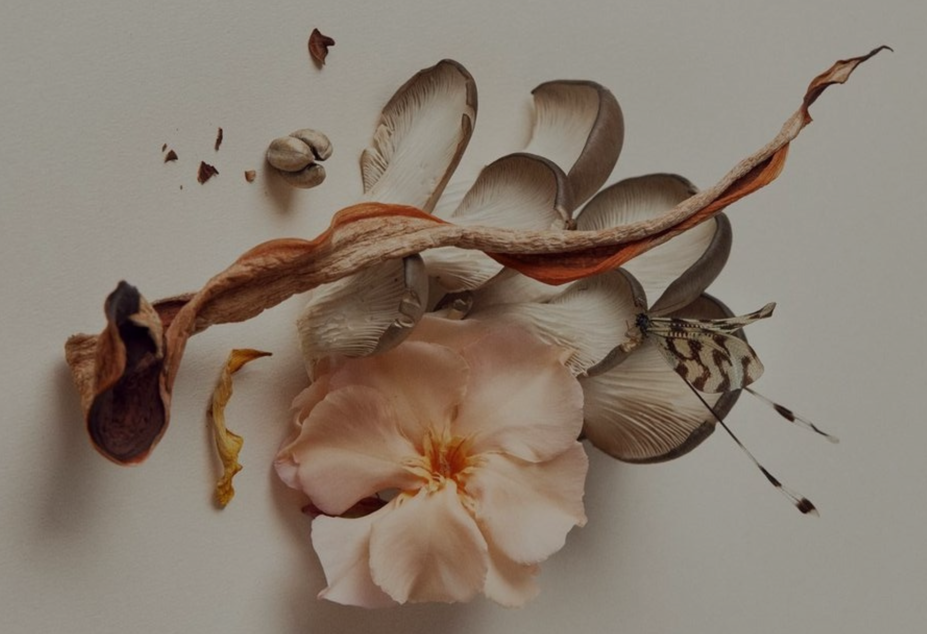 fragrance oi, essential oil